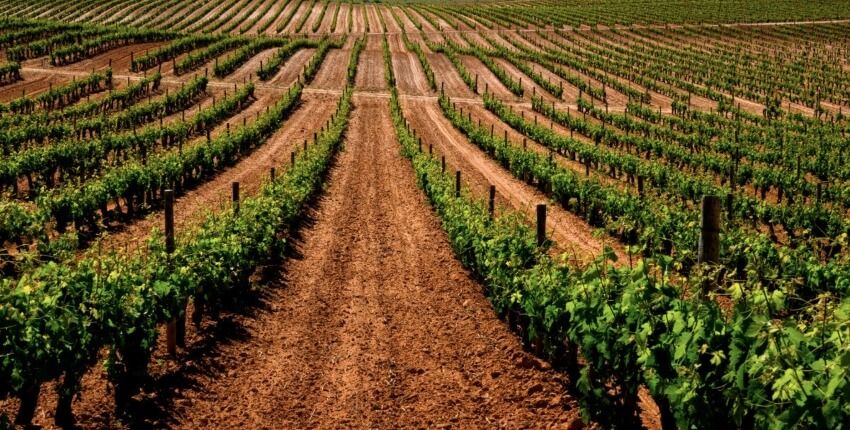 enoturismo-ribera-duero-teambuilding-valladolid